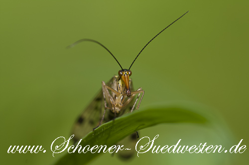 Skorpionsfliege (Panorpa communis).