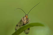 Skorpionsfliege (Panorpa communis)