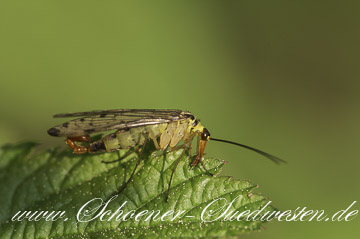 Männliche Skorpionsfliege