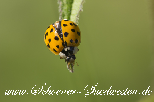 Der Asiatische Marienkäfer (Harmonia axyridis).