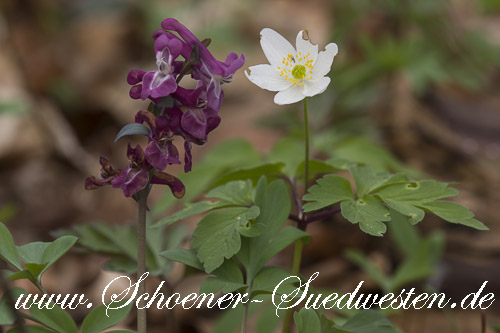 Busch–Windröschen (Anemone nemorosa) und Hohler Lerchensporn (Corydalis cava).