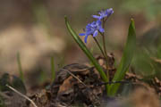 Zweiblättriger Blaustern