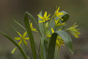 Wald-Goldstern