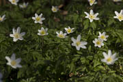 Busch-Windröschen (Anemone nemorosa)