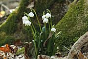 Frühlings-Knotenblume, Märzenbecher 