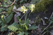 Wald-Schlüsselblume