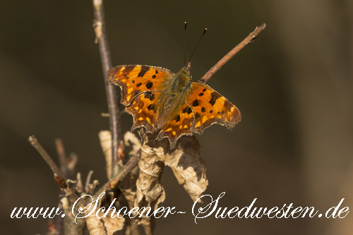 C–Falter (Polygonia c–album).