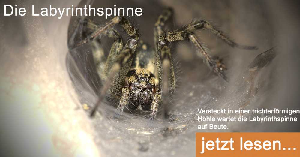 Große Labyrinthspinne