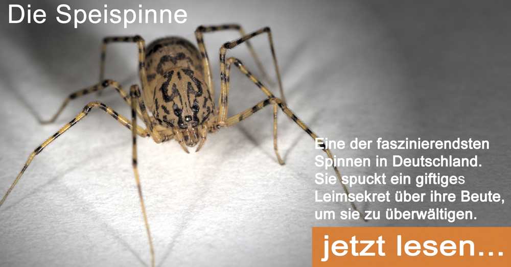 Speispinne