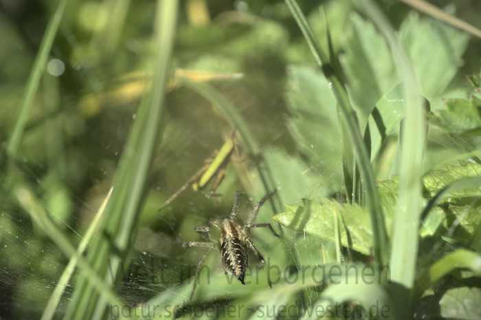 Labyrinthspinne