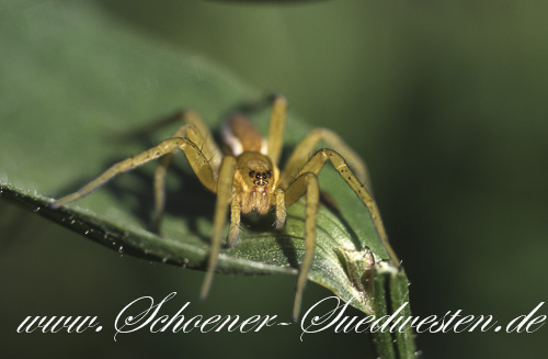 Gerandete Jagdspinne (Dolomedes fimbriatus)