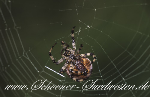 Die Vierfleckige Kreuzspinne (Araneus quadratus) beim Netzbau.