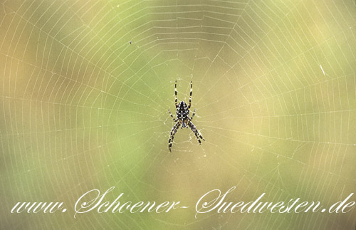 Wespenspinne im Netz
Die markante Kreuzzeichnung gab der Garten–Kreuzspinne (Araneus diadematus) ihren Namen.