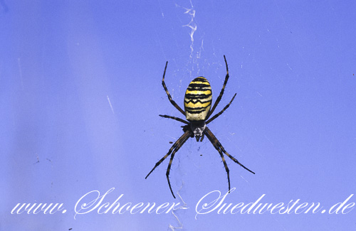 Die Wespenspinne (Argiope bruennichi) – eine der schönsten einheimischen Spinnen.