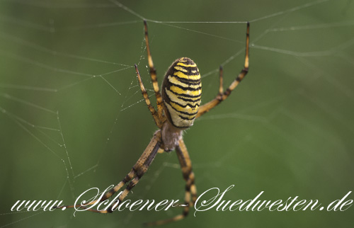 Eine Wespenspinne (Argiope bruennichi) wartet in ihrem Netz auf Beute.