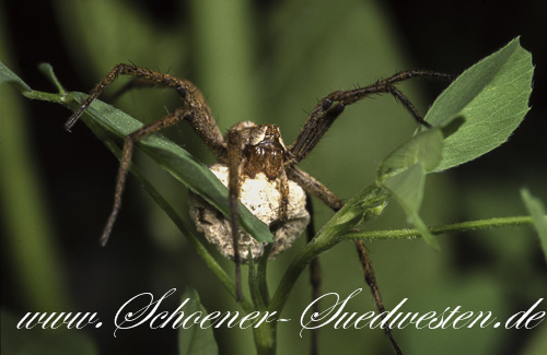 Die Raubspinne (Pisaura mirabilis) trägt ihren Eikokon mit ihren Kieferklauen (Cheliceren)