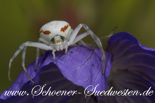 Die Krabbenspinne wartet auf Beute.