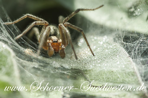 Die Labyrinthspinne wartet am Netzeingang.