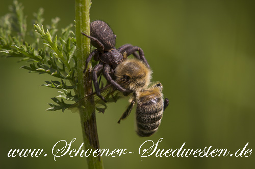 Diese Krabbenspinne hat eine Biene gefangen. Krabbenspinnen zerkauen ihre Beute nicht. Der Bienenkörper wird weitgehend intakt bleiben.