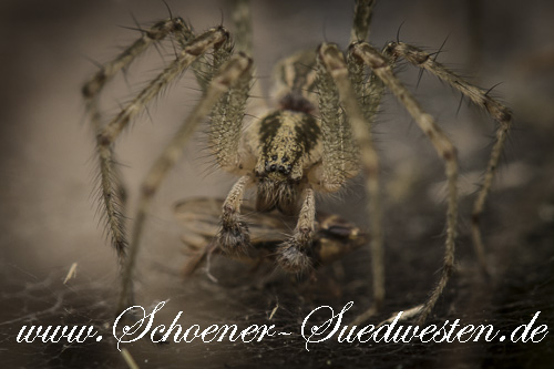 Labyrinthspinne: Pedipalpen Labyrinthspinne: Pedipalpen