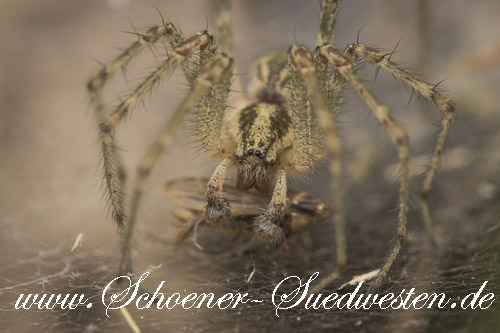 Spinnen haben haarige Beine. Für die Spinne ist die Behaarung ihrer Beiner zur Wahrnehmung der Außenwelt von überragender Bedeutung.