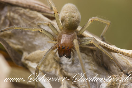 Die Ammen–Dornfingerspinne  (Cheiracanthium punctorium). Auffallend sind der orange–rote Rückenschild und die kräftigen Cheliceren.