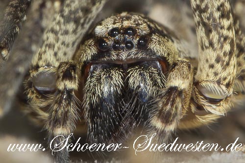 Portrait der Kräuseljagdspinne  (Zoropsis spinimana)