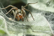 Artikelübersicht zur Ökologie und Biologie der Spinnen