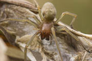 Ammen-Dornfingerspinne (Cheiracanthium punctorium)