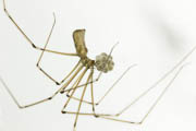 Die Große Zitterspinne (Pholcus phalangioides)