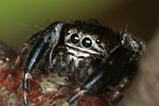 Springspinne