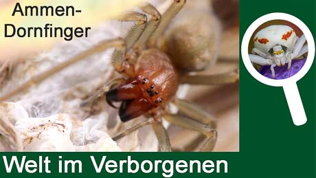 Die Ammen-Dornfingerspinne