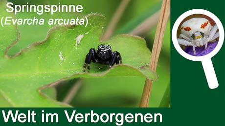 Die Springspinne Evarcha arcuata