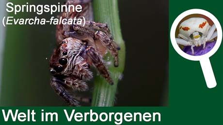 Die Springspinne Evarcha falcata