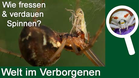 Wie fressen und verdauen Spinnen?