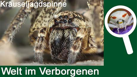 Die Kräuseljagdspinne