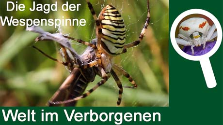 Die Jagd der Wespenspinne