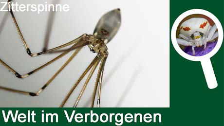 Zitterspinne - Gast in unseren Wohnungen